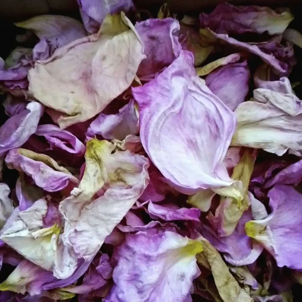 Close-up of dried pink rose petals for natural skincare.